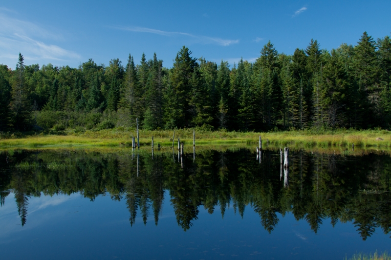 Beaver pond off main dirt road. aug_2013_1_IMG_6022