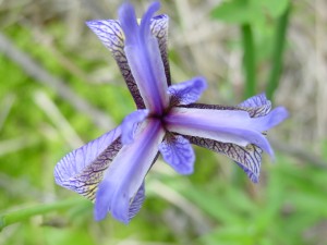 Wild Iris near Raineer Pond.