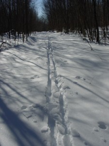 Ski trail on old logging road near Clear Pond.