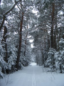 Ski tracks on Station road near Robinwood Station in early winter.