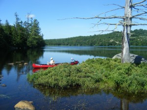 Lone Pine Island on Bog Lake