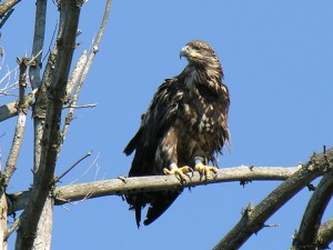 Immature Bald Eagle on Lows Lake