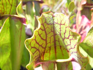 Water pitcher along floating bog in Laws Lake.