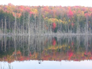 Fall colors on beaver pond off road 10.