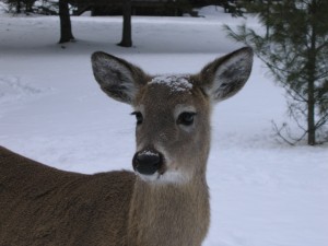 Doe with a cap of snow.