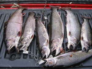 Big brookies from Bog Lake.