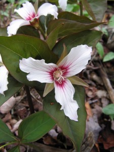 Pink trillium.