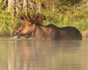 Moose feeding in Helldiver Pond/Moose River Plains (E. George)