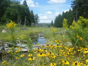 Black-eye Susans on old flow near Newcomb, NY.