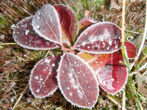 Spearmint on cold December morning near old lodge.