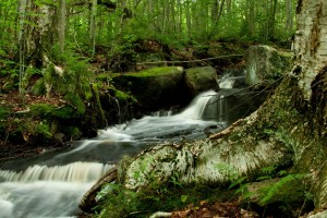 One of the few tributary streams to Bog Lake. 